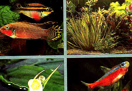Das optimale Aquarium